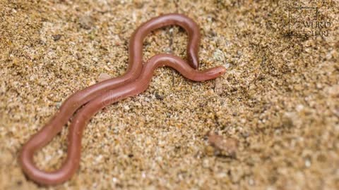 Intresting facts about worm snakes