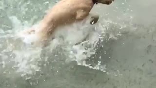 White dog jumps up in down in river lake water