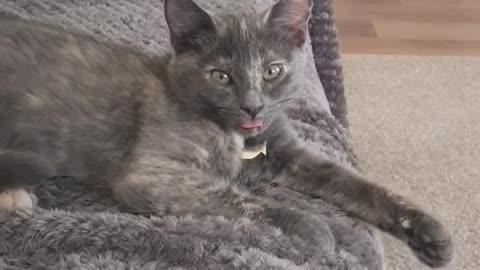 Silly Kitty Can't Stop Wiggling Her Tongue