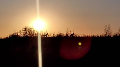 Beautiful Deer playing and eating under jaw-dropping sunset