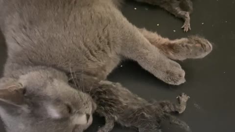 How my cat gave birth first time