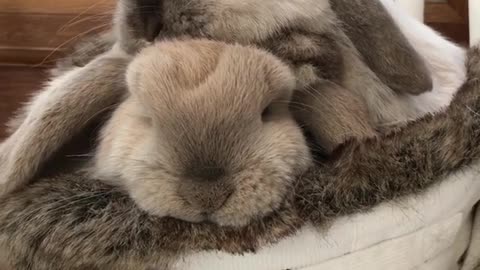 Cute bunny rabbits lovingly cuddle together