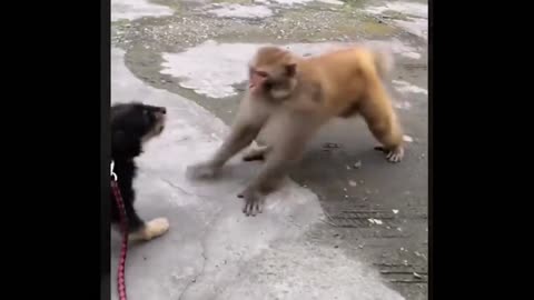 Dogs and monkey fight