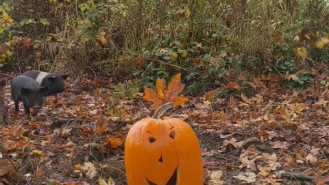 Glory to God Hogs: Weaners Get a Halloween Treat