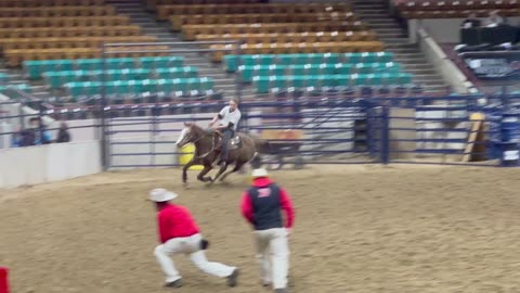 Tiana is ready for her National Western Stock Show