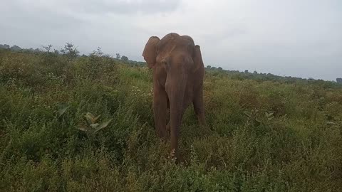 Elephant in Nature