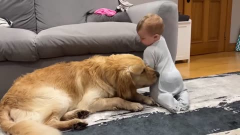 Golden Retriever Pup Makes Baby Cry But Says Sorry! (Cutest Ever!!)