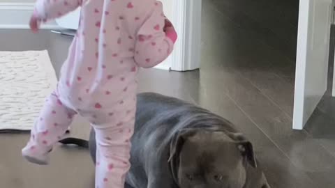 Baby gets startled by her pitbull