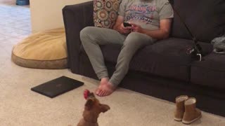 Ingenious Way to Entertain Puppy