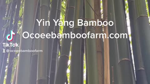 Yin Yang Bamboo Ocoee Bamboo Farm 407-777-4807