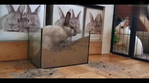 Rabbit digging in soil in house