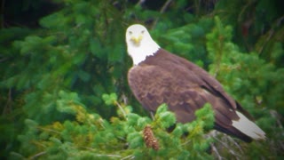 "Take a moment" Eagle watch