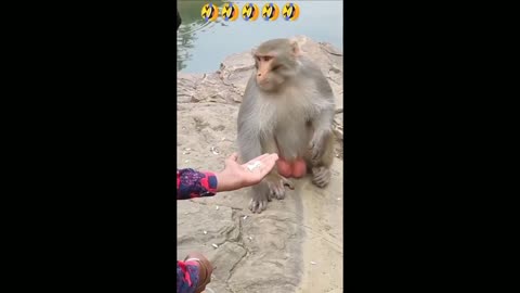 monkey funnys video