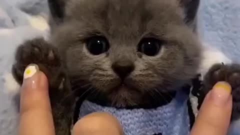 cute cat got taped | little kitten got some tickle😁😁