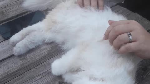 Musyusik the cat gets a massage