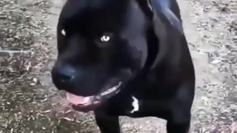 AJOUTER À LA FILE D'ATTENTE German Shepherd Attacks Pitbull [OFF LEASH DOG PARK]