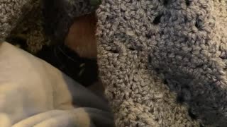Cat politely asks to be put under blanket, then sneezes.
