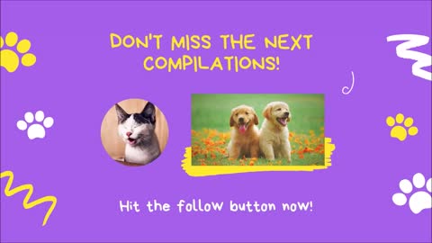 🐱 🐶 😂 Hilarious Cats and Dogs Videos, May 2021 | Try Not to Laugh | Cute and Funny Animals