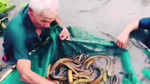 New eel trapping technique to catch a lot of giant eels fish