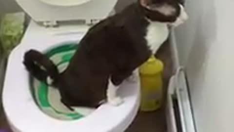 Cat trained to pee in the toilet