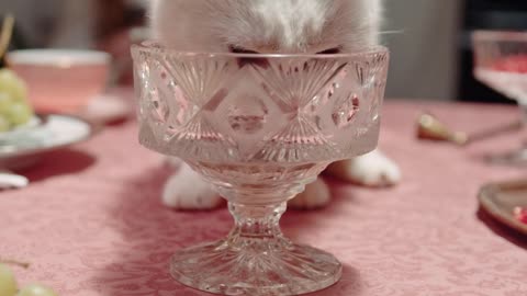 White Cat Drinking
