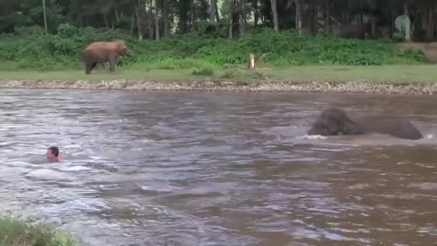 This baby elephant thought he was drowning and rushed to save him