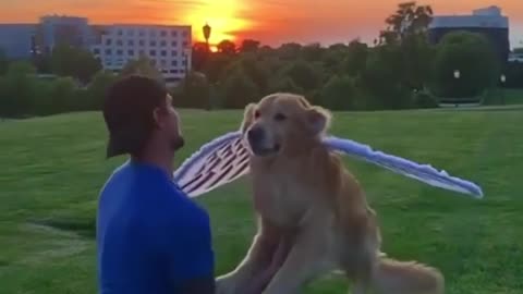 Flying Dog-tasauod | Funny Dog
