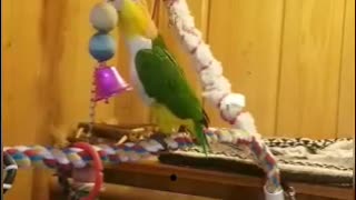 Comical head banging parrot