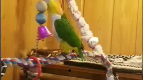 Comical head banging parrot