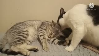 Brother cat pours sister cat!