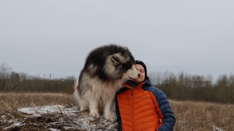 An Alaskan Malamute Licking a Man