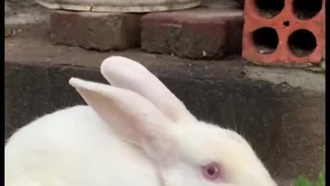 Rabbit Eating Leaves Funny Rabbit Videos