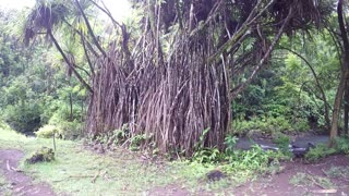 Keanae Aboretum, Road to Hana, Maui