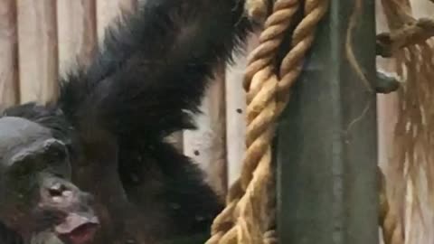 Chimpanzee dancing for the first time