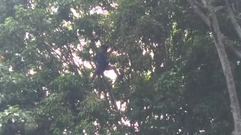 Hombre se subió a un árbol en la Escuela Normal para evitar que sea talado