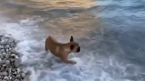 I Love the Sea! - Funny Dog