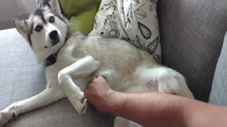 Husky exige que le rasquen la panza del modo más gracioso posible