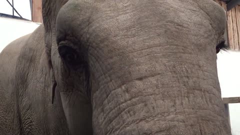 Elephant vs. Watermelon eating