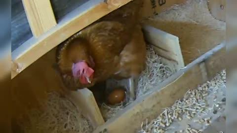 Chicken Hen Laying Egg