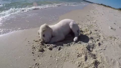 Puppy isn't happy when waves fill up his newly dog hole