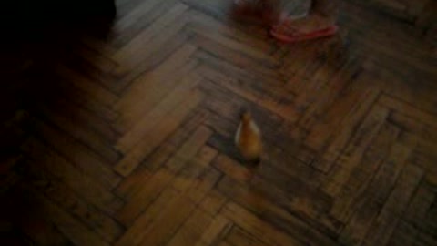 Hilarious Duckling wants some attention