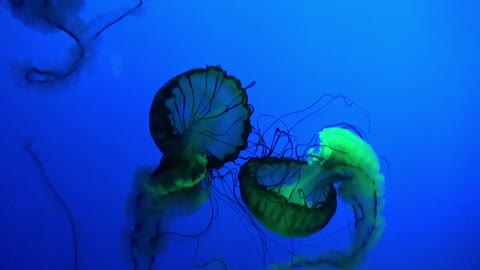 Beautiful underwater life video