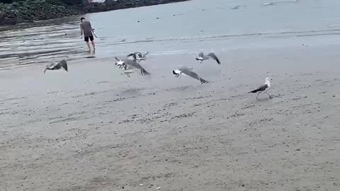 seagulls on the coast of Korea