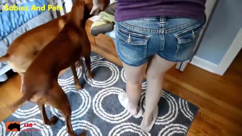 2021 - Funny Baby And Vizsla Dogs Playing Together Cute Baby Video YouTube @ 720p