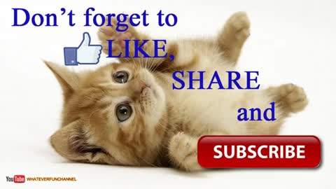 Very funny cat moments