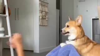 Corgi Loves Getting Involved in Workout Routine