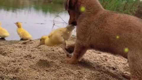 Puppies and Ducks
