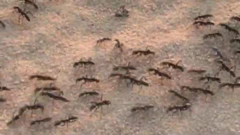 Ants Africa_Cut.mp4