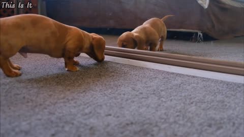 perrito ve su reflejo por primera ves