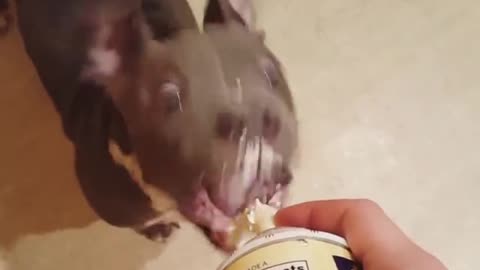 This little guy loves cream!